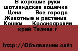 В хорошие руки шотландская кошечка › Цена ­ 7 - Все города Животные и растения » Кошки   . Красноярский край,Талнах г.